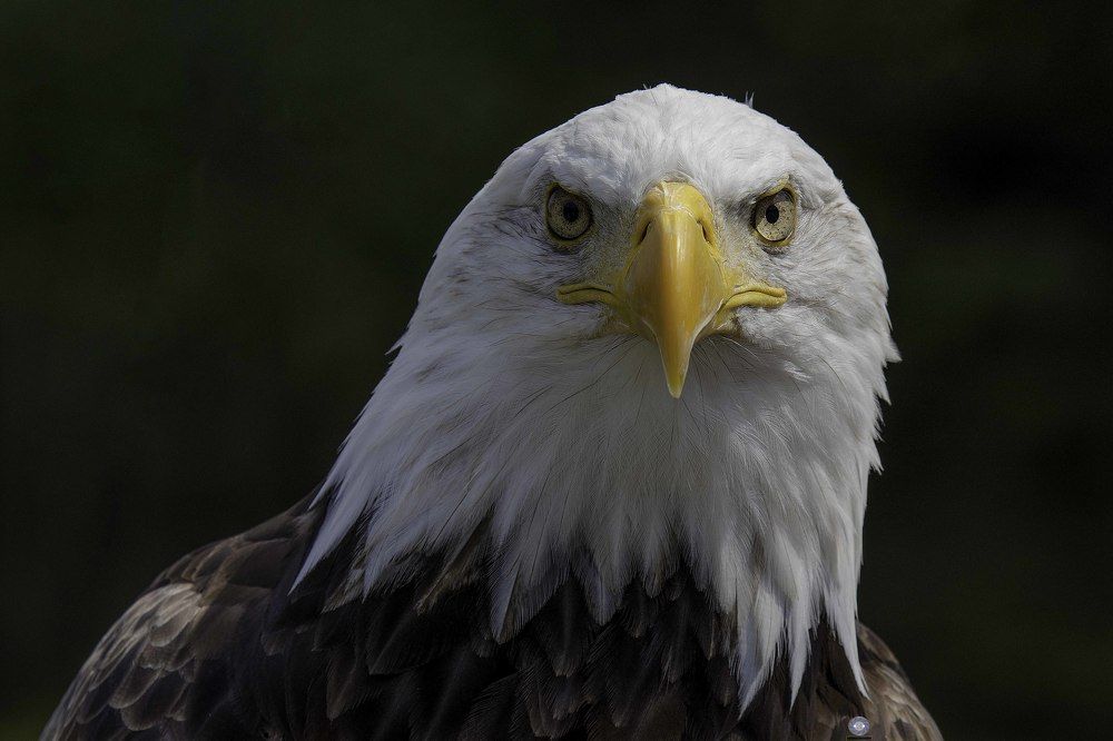 Bald eagle
