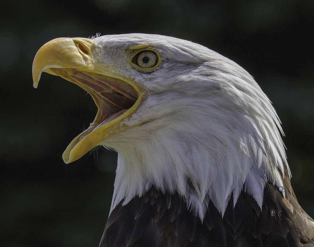 Bald eagle