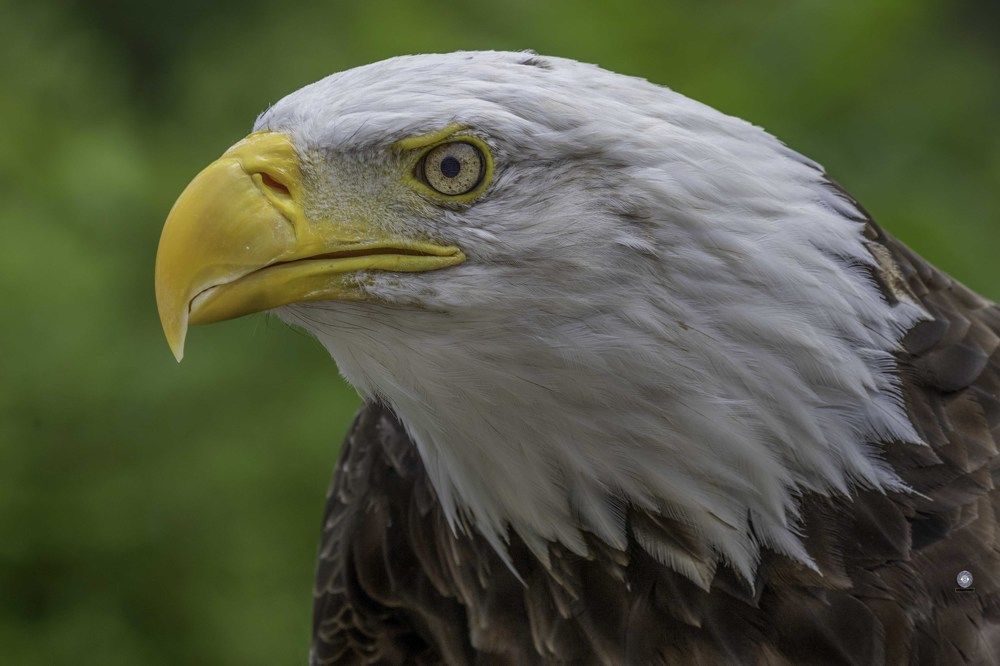 Bald eagle