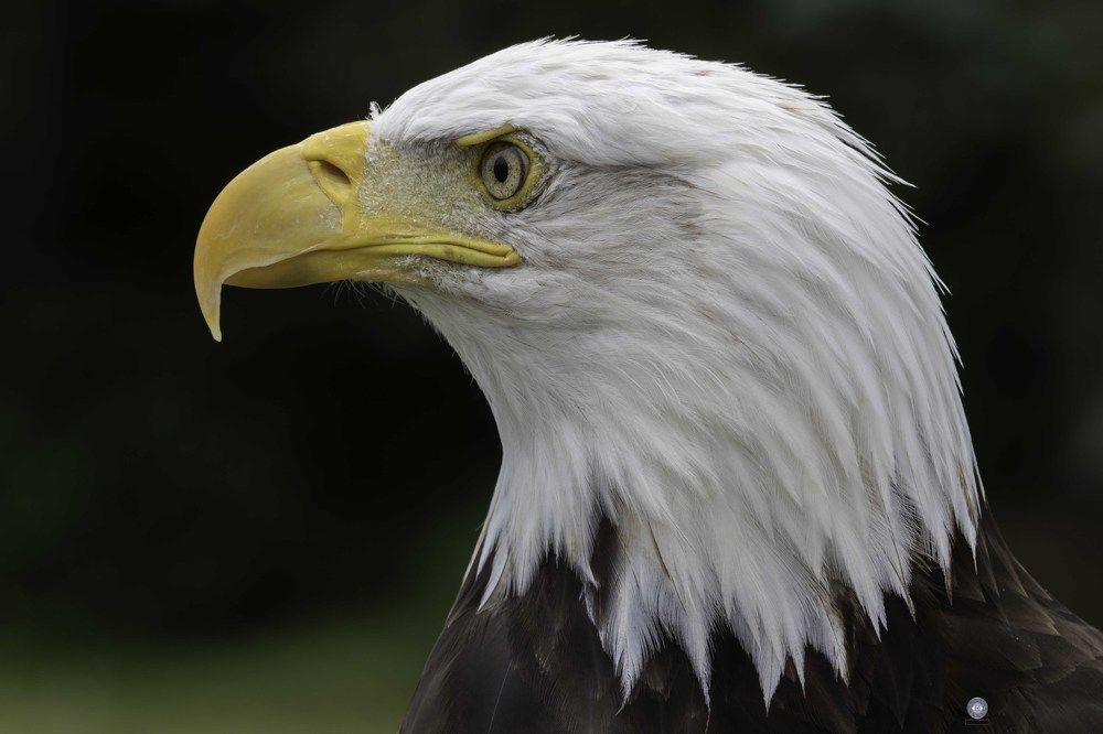 Bald eagle