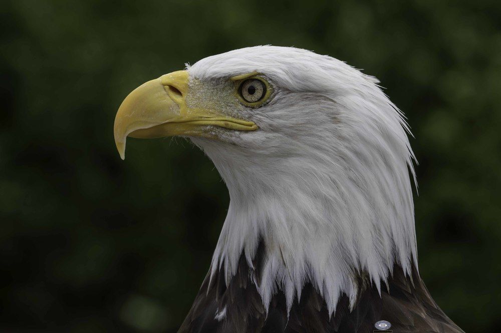 Bald eagle