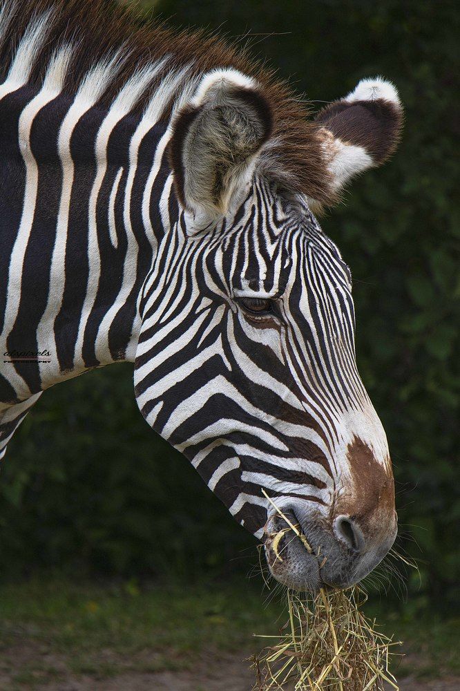 grevy's zebra