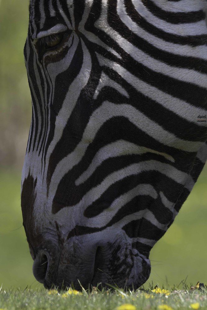 grevy's zebra