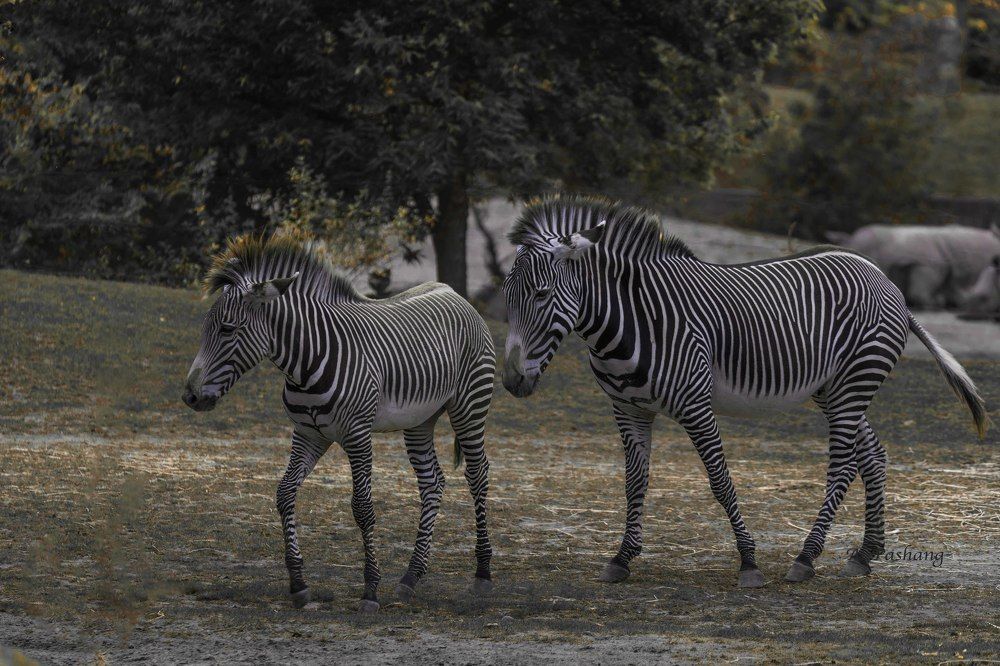 grevy's zebra