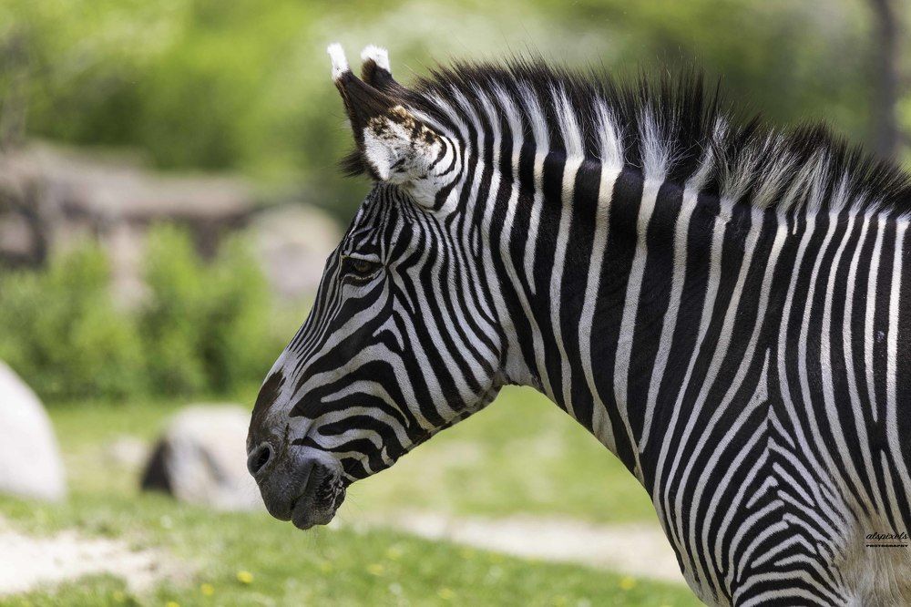 grevy's zebra