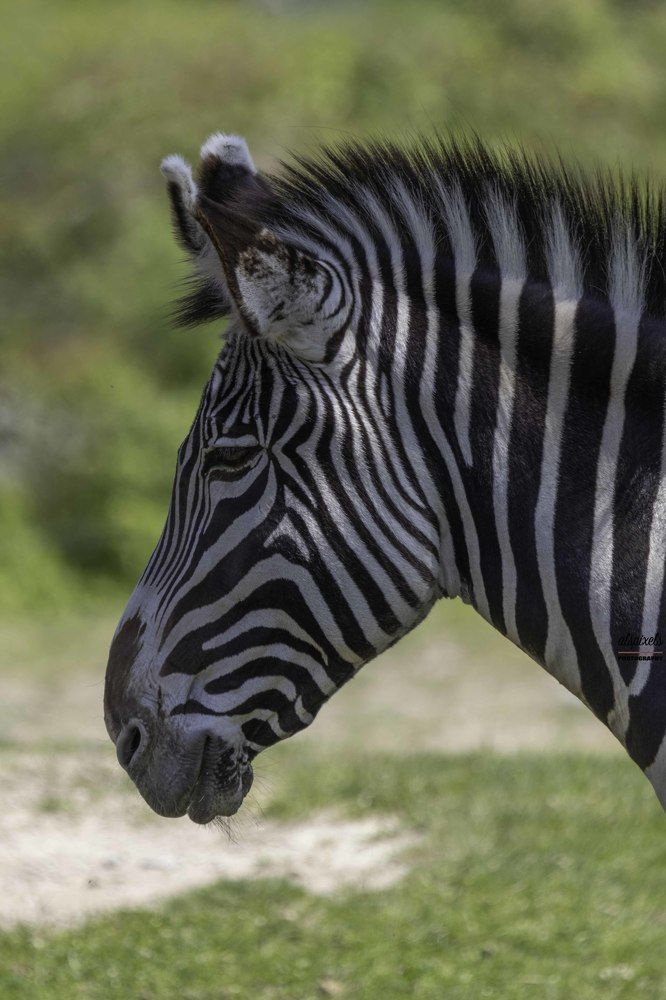 grevy's zebra