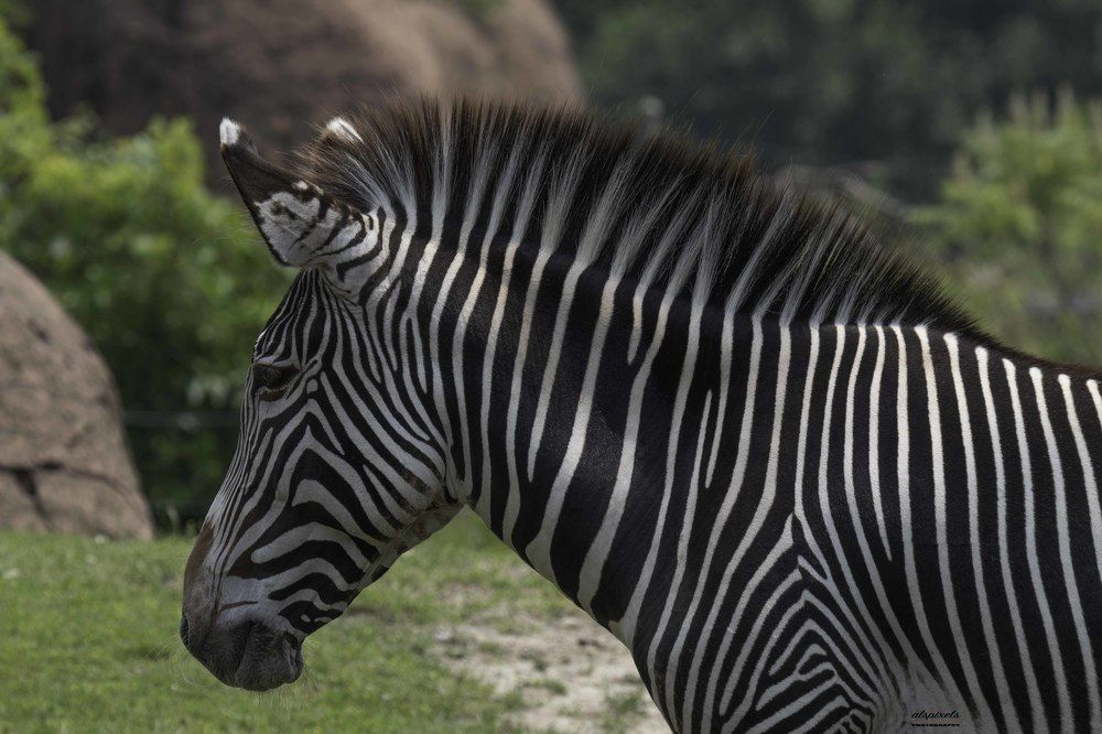 grevy's zebra