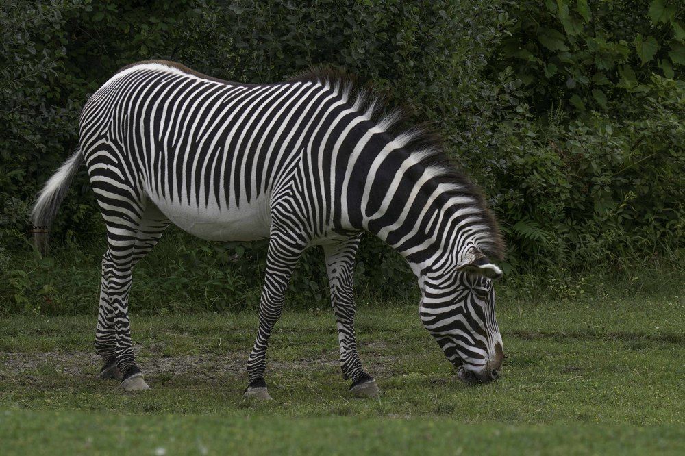 grevy's zebra