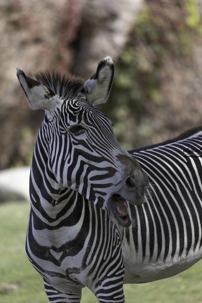 grevy's zebra