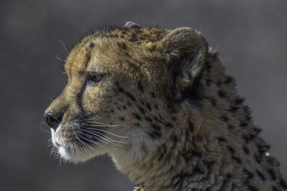 Cheetah