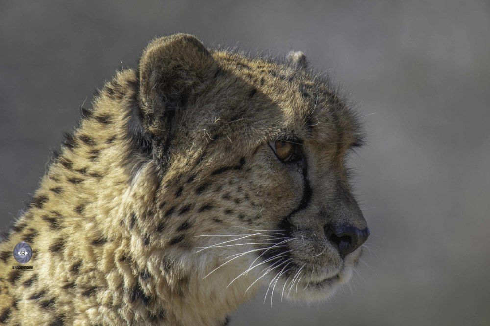Cheetah