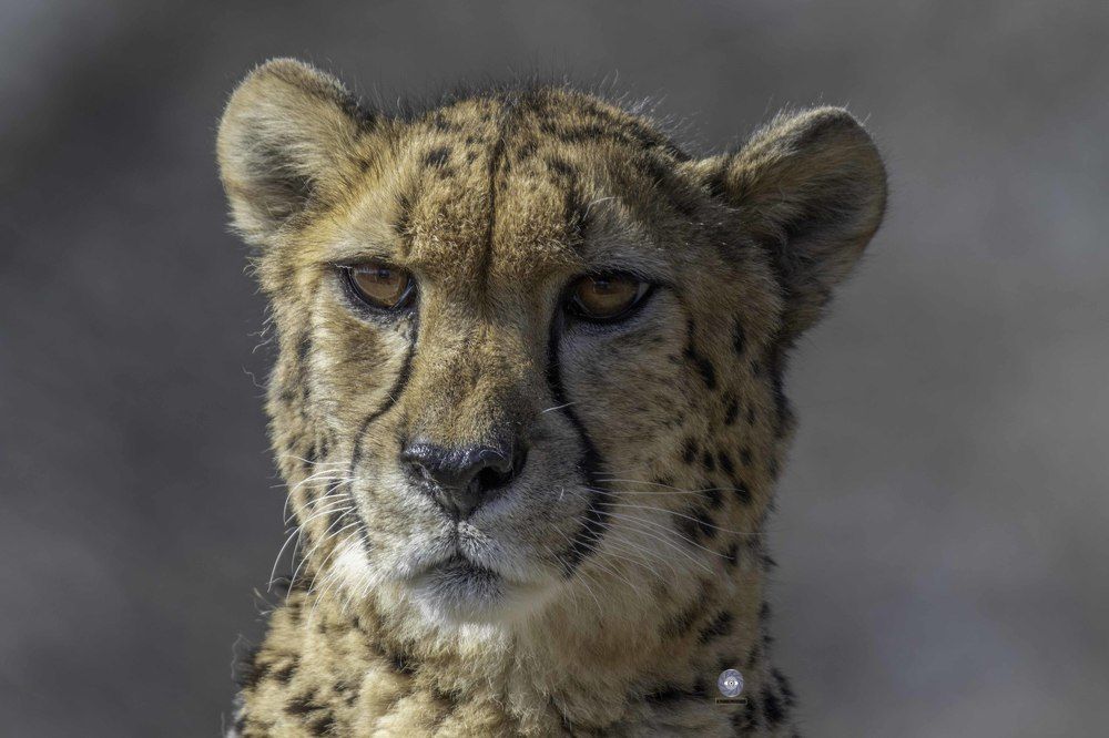 Cheetah
