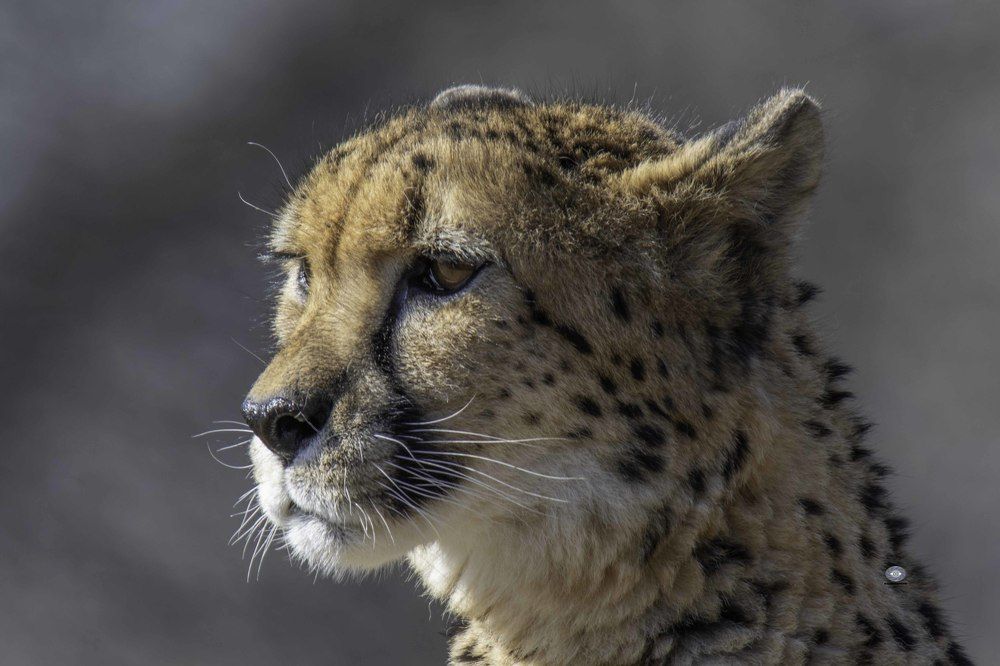 Cheetah