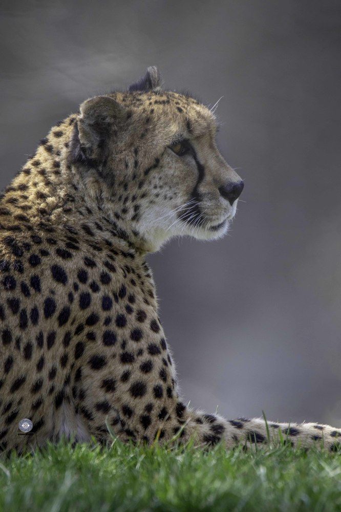 Cheetah
