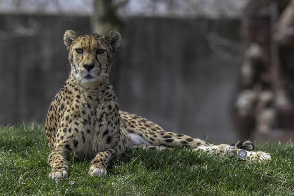 Cheetah