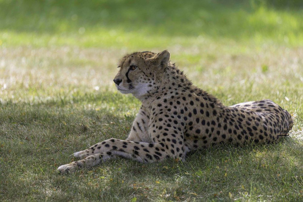 Cheetah