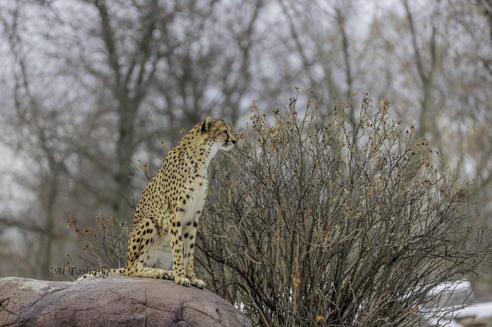 Cheetah