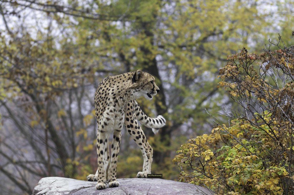 Cheetah
