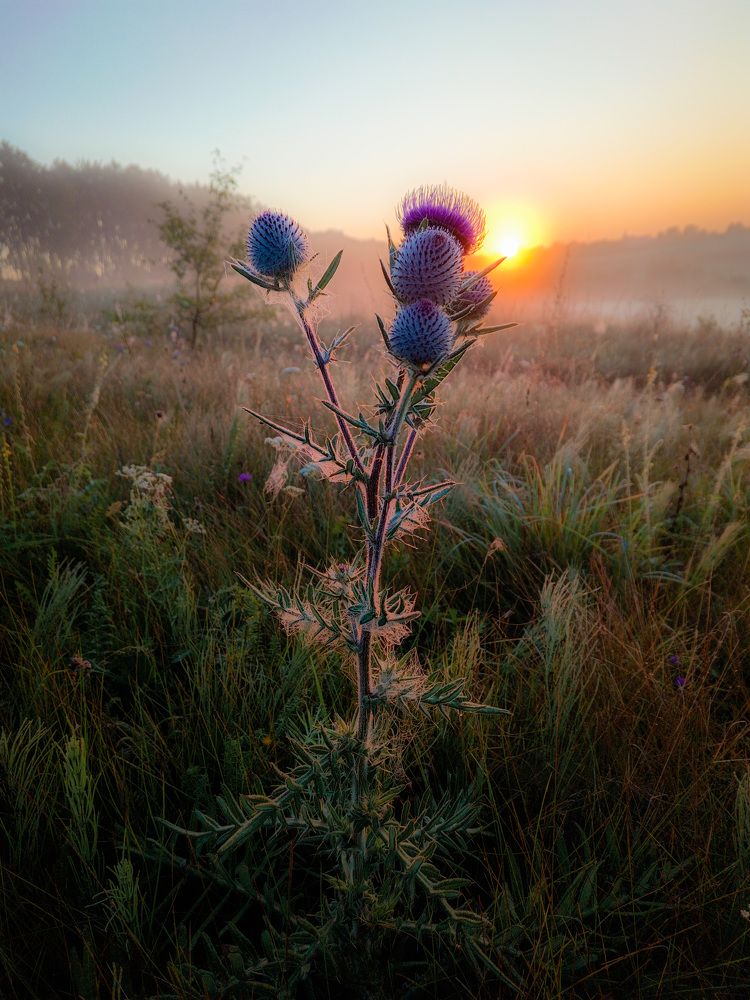 Photo 2675568
