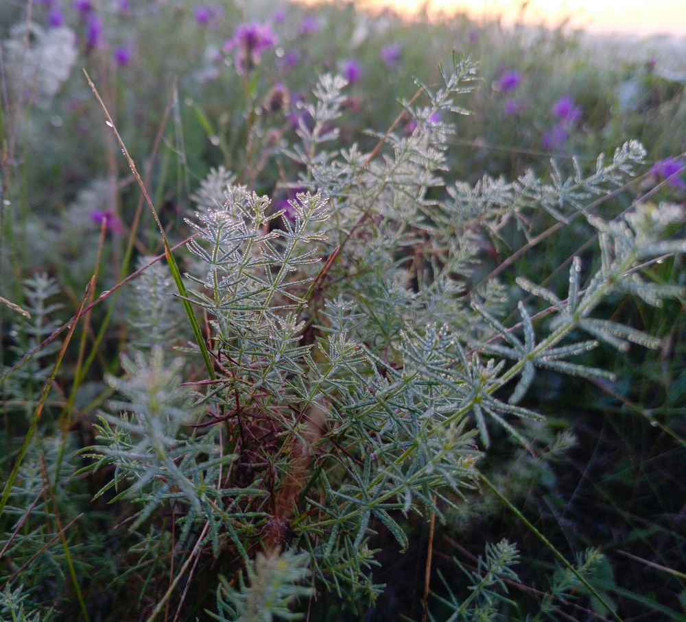 Photo 2675574