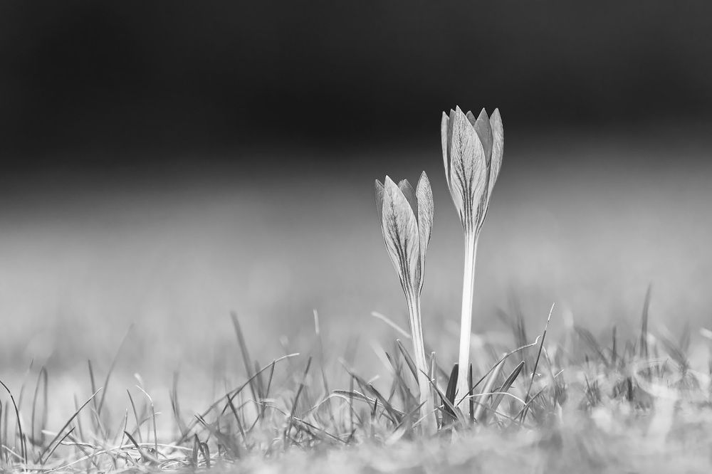 Photo 2676123