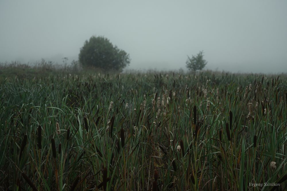 Туманное утро августа