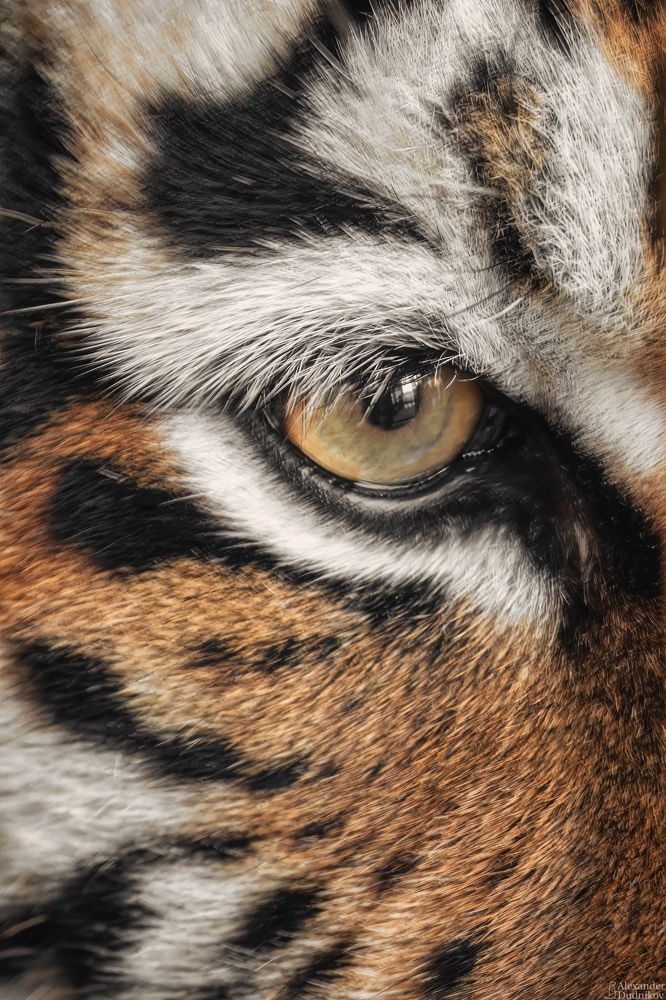 Eye of the Tiger