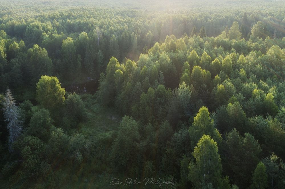 Заповедный лес