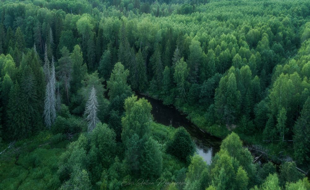 Заповедный лес