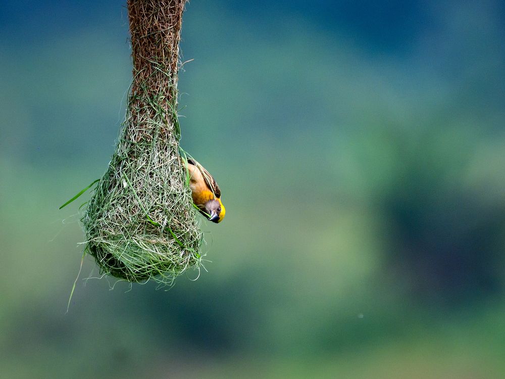 Baya - The Master Weaver