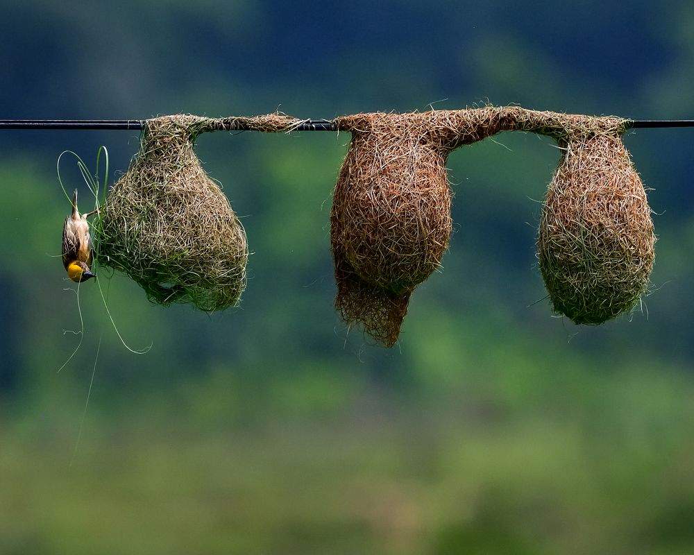 Baya - The Master Weaver