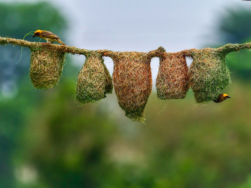 Baya - The Master Weaver