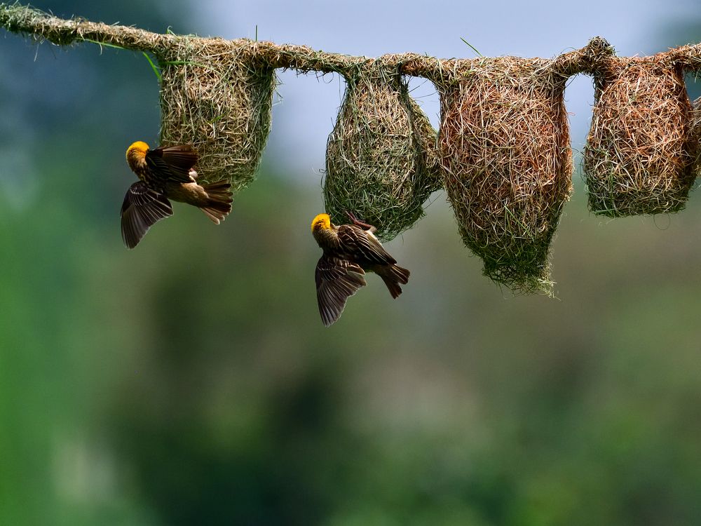 Baya - The Master Weaver