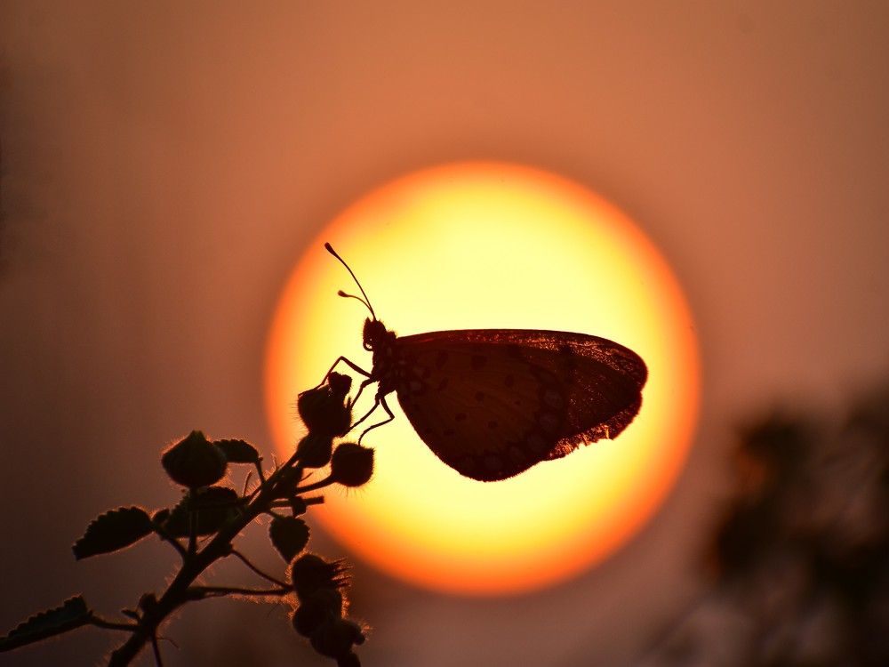 Photo 2678088