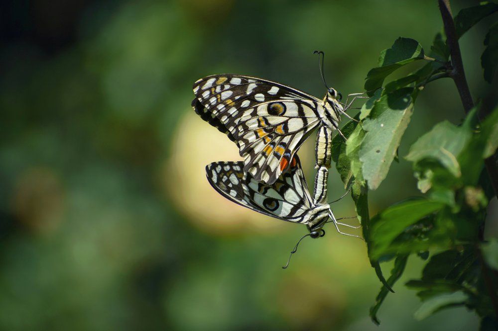 Photo 2678094