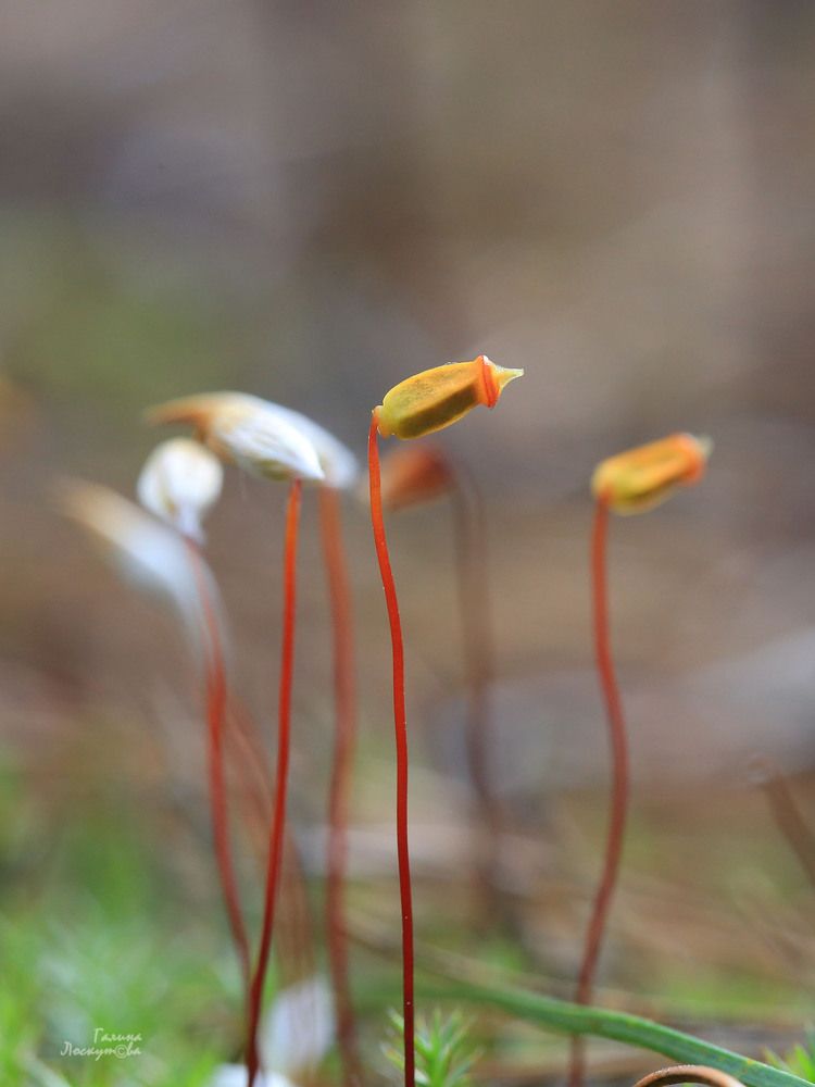 Photo 2678458
