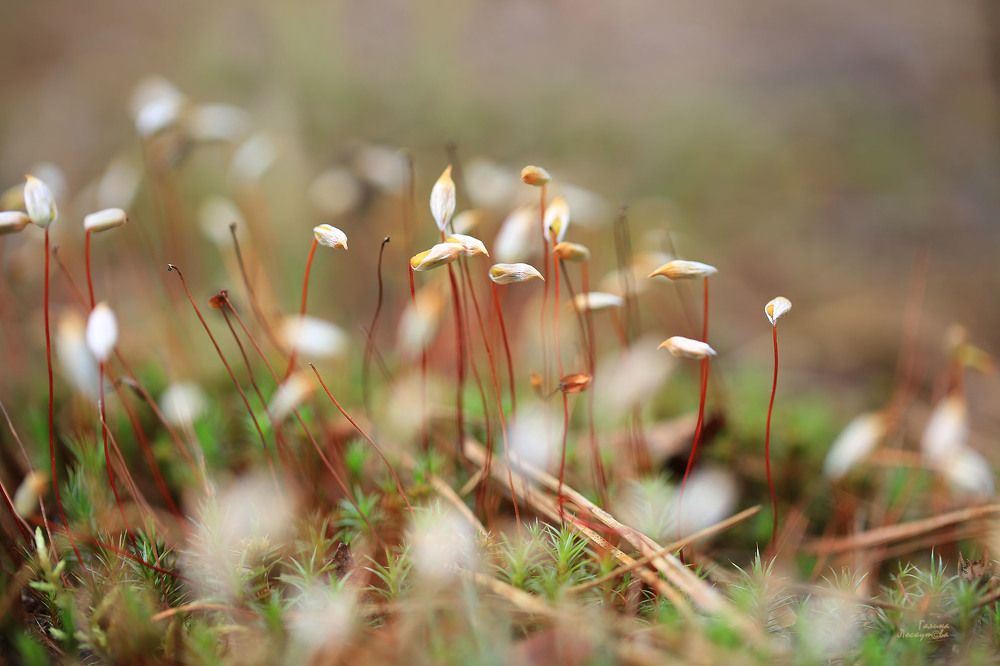 Photo 2678461