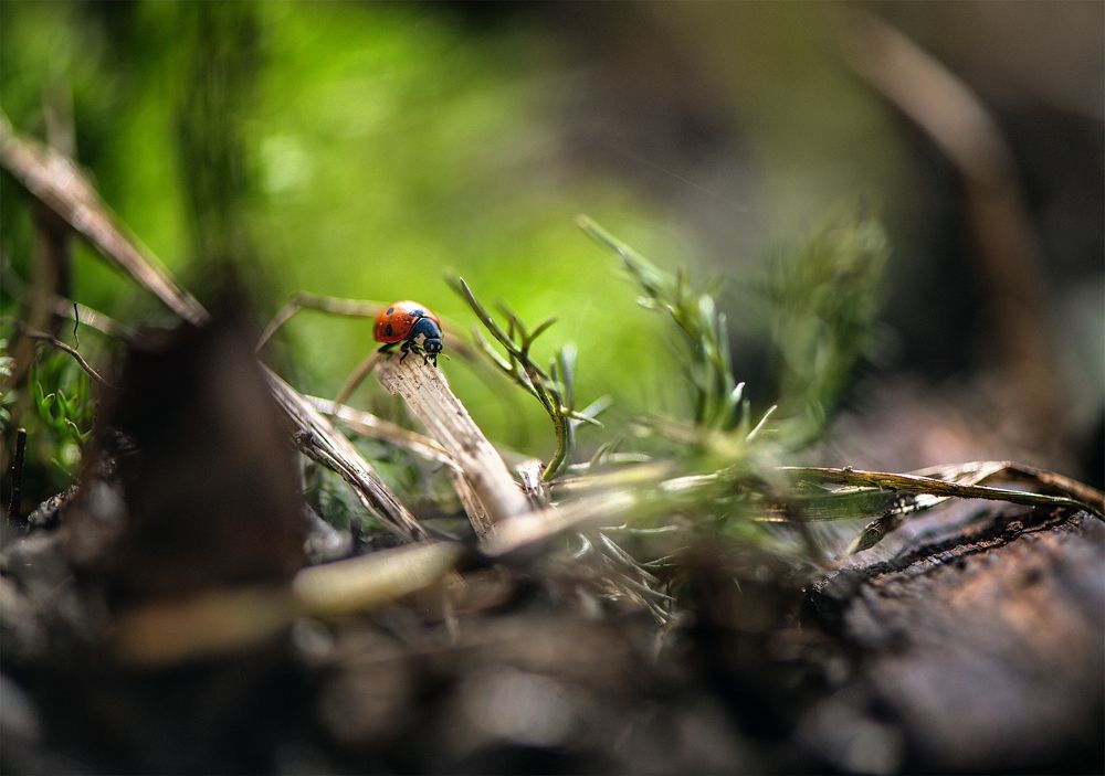 Photo 2678686