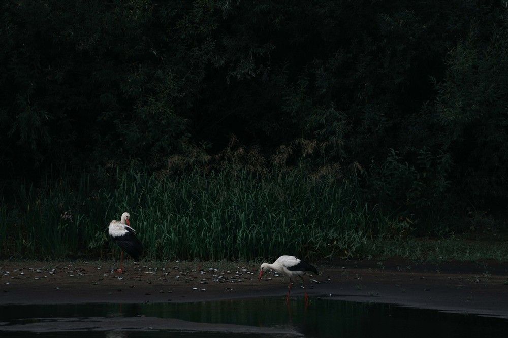 Photo 2678801