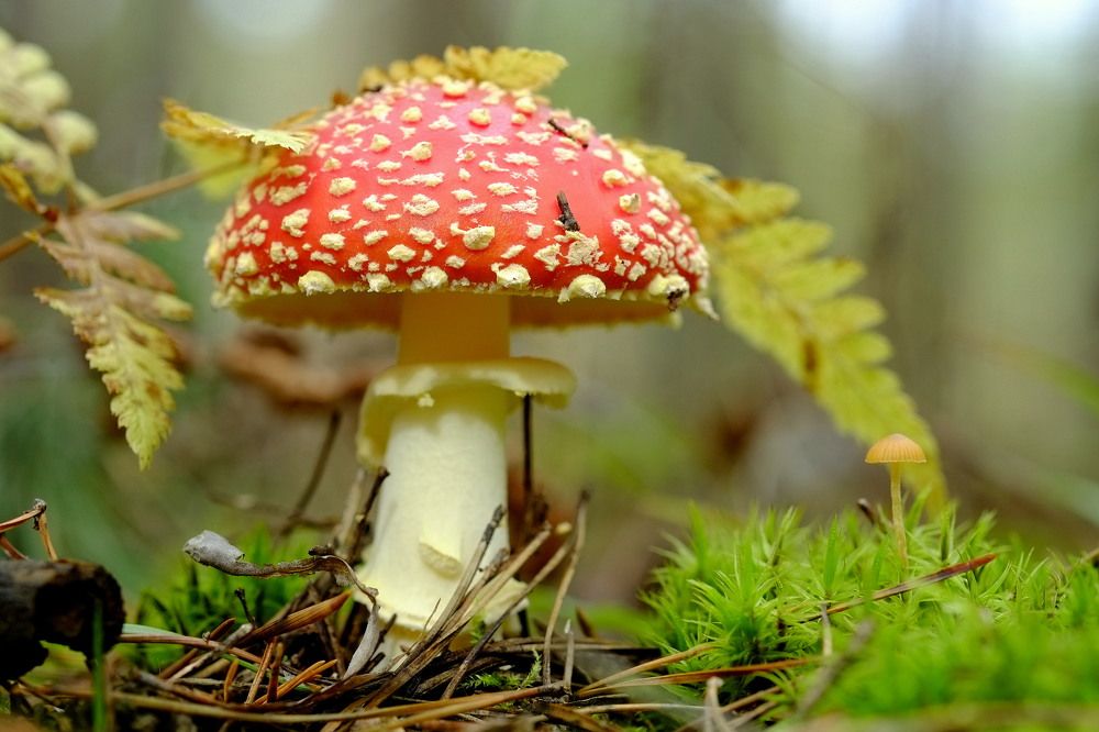 Photo 2678912