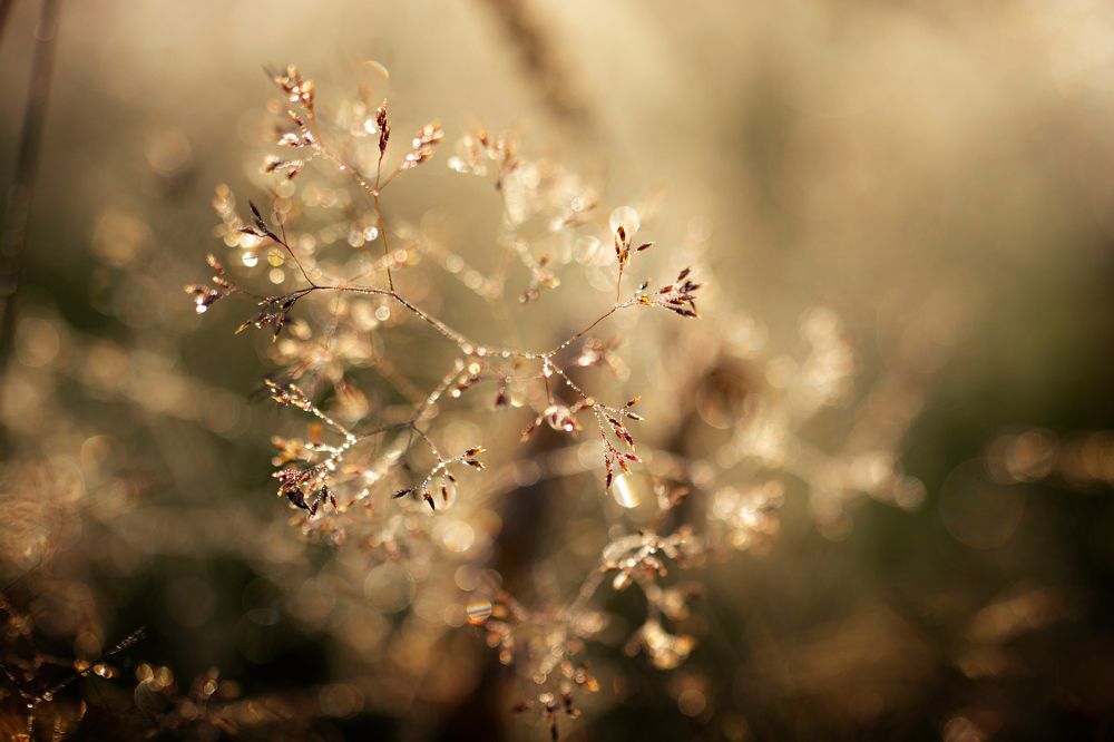 Mornning dew