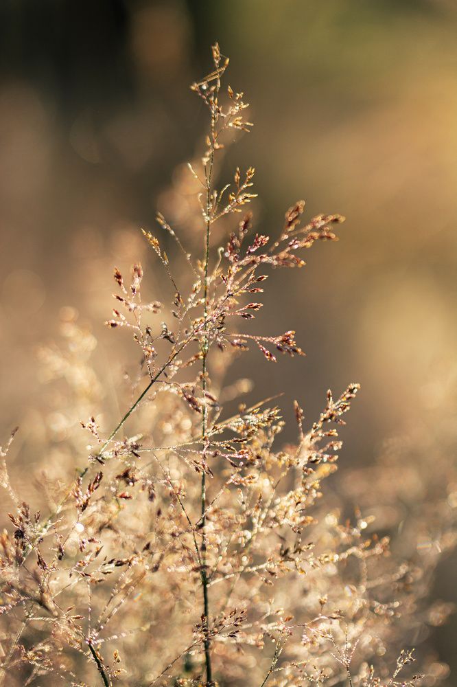 Mornning dew