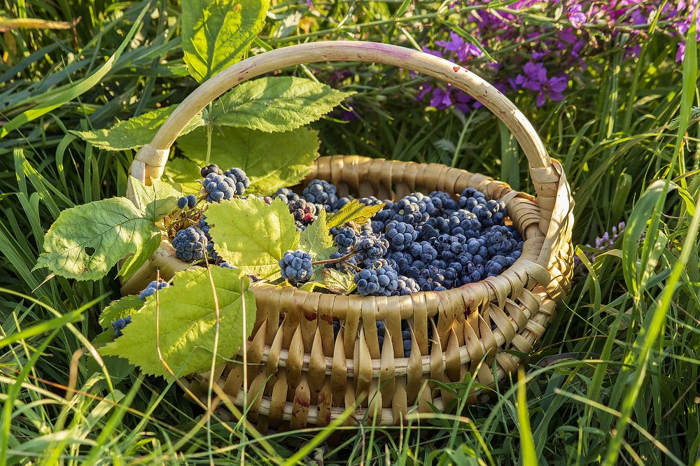 Корзинка лесной ежевики на цветущем лугу