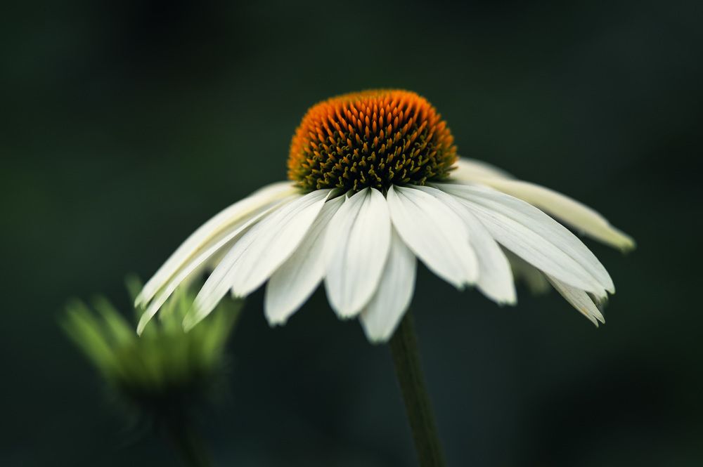 Photo 2682705