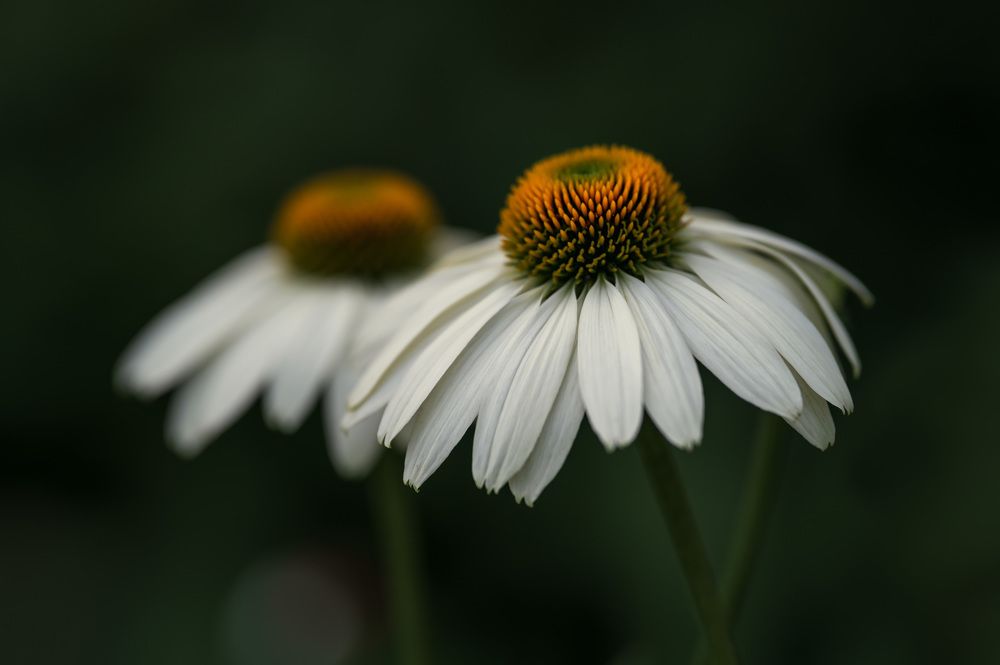 Photo 2682706