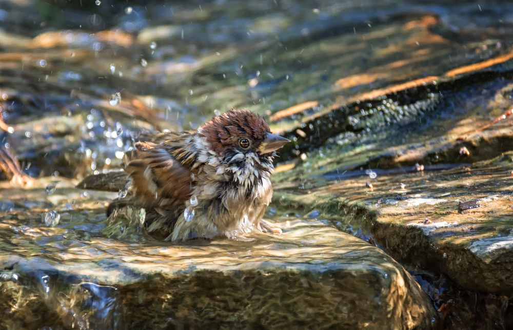 А у них есть моторчики?  (серия 7 фото)