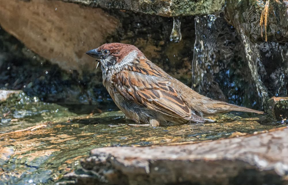 А у них есть моторчики?  (серия 7 фото)