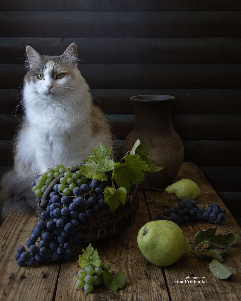 Новый урожай и вездесущая кошка