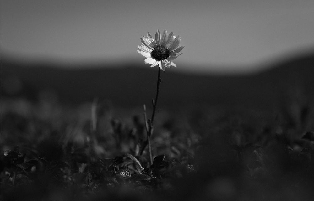 Photo 2685164