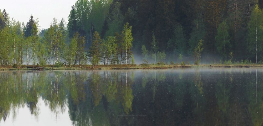 Утро на болоте